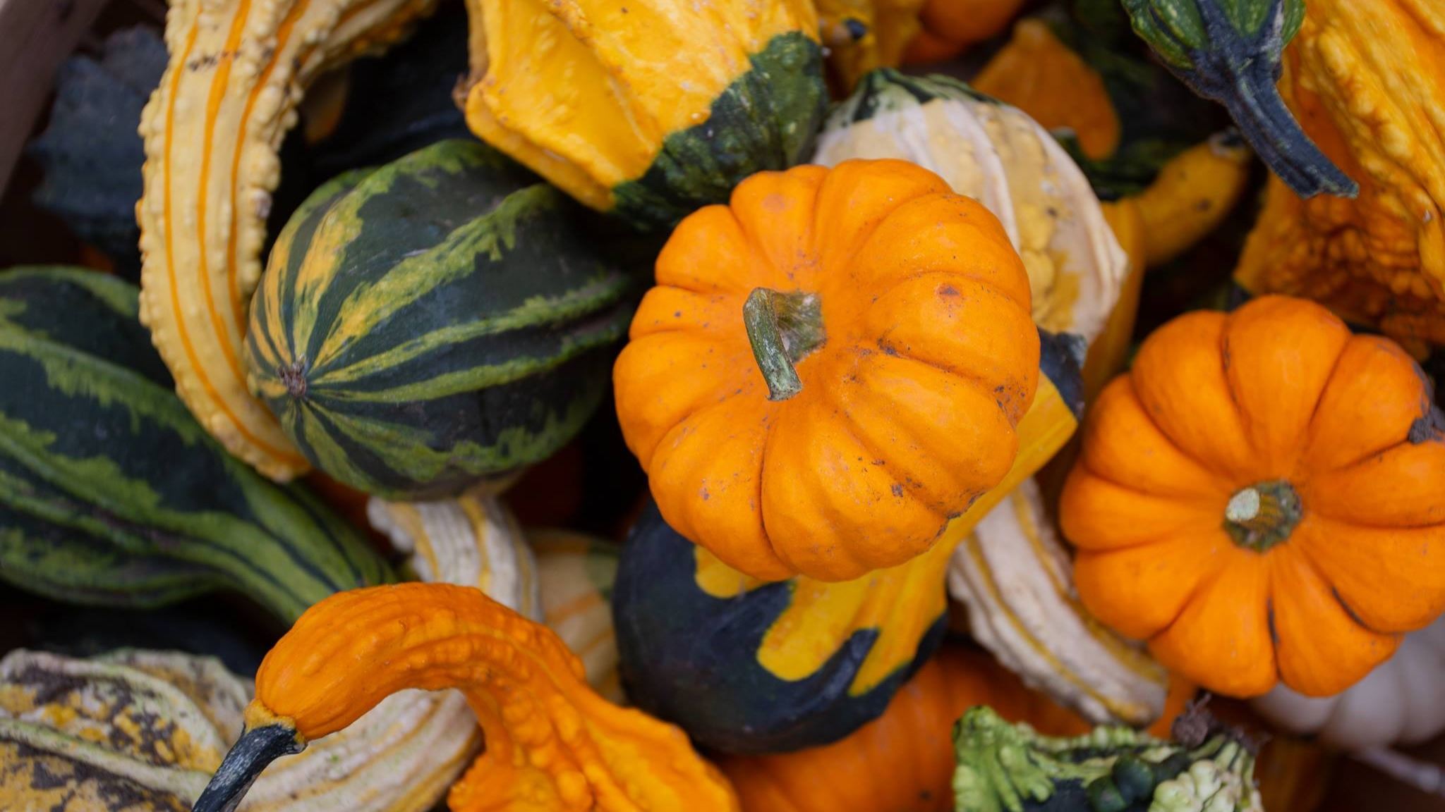 51786763_2365450370160285_5420422214165987328_o