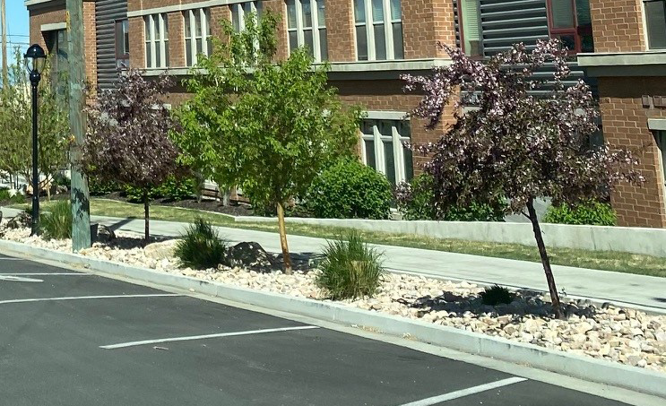 Water Efficient Park Strip