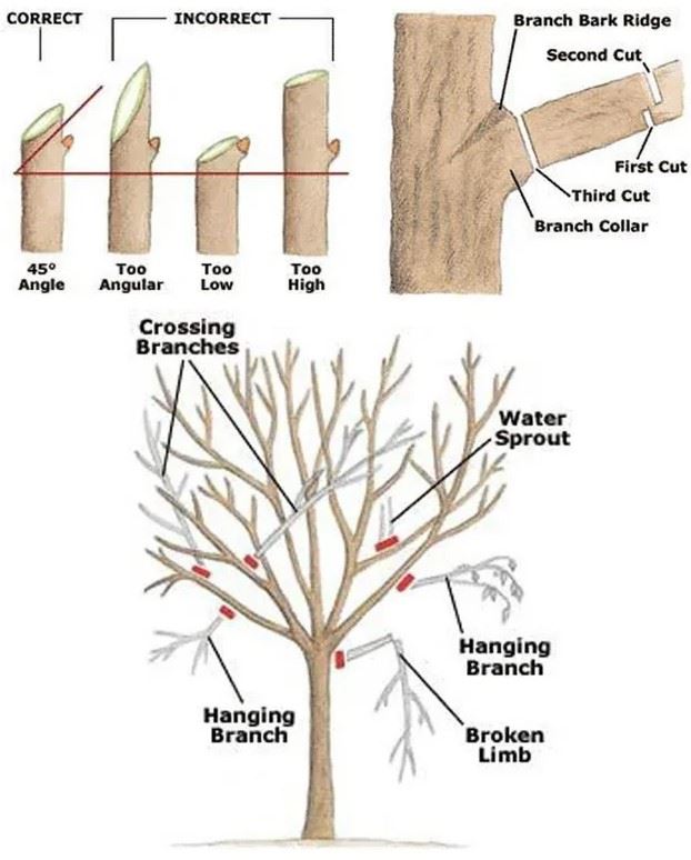 Pruning Guide